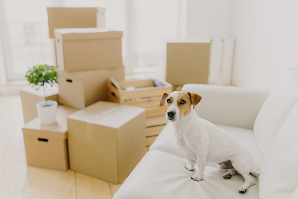 お引越しの準備